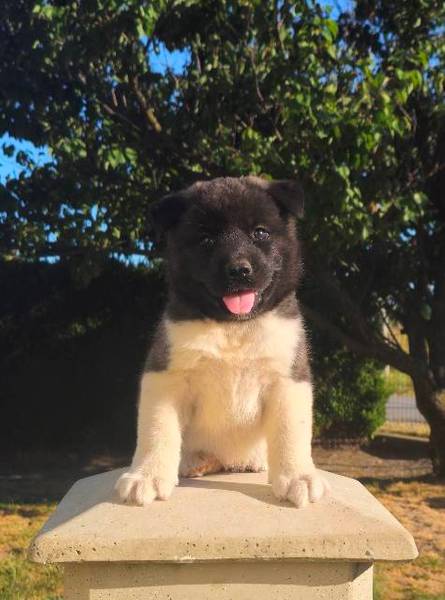 Američka Akita, izuzetni štenci
