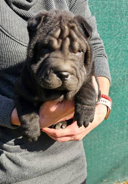 Šar Pej Shar Pei