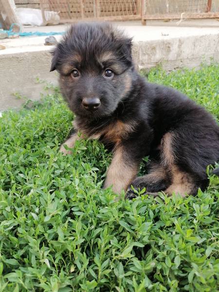 Na prodaju stenad nemackog ovcara 