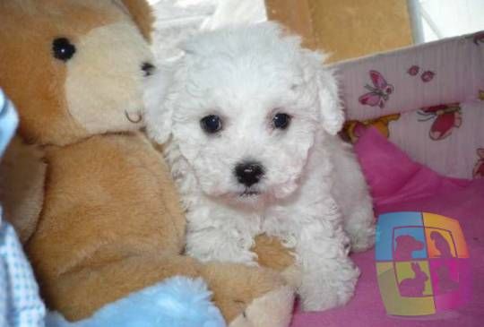 mini maltezer