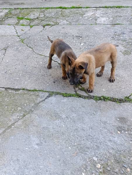 Belgijski ovčar, štenci