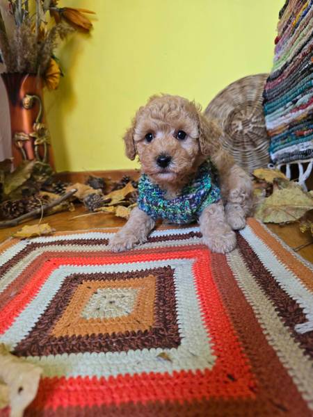 TOY Aprikot Pudle/Aprikot Pudla - mužjak