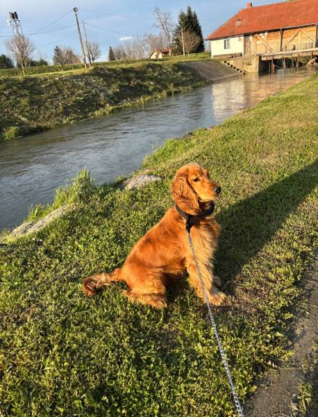 Muzijak Koker Spaniela za parenje