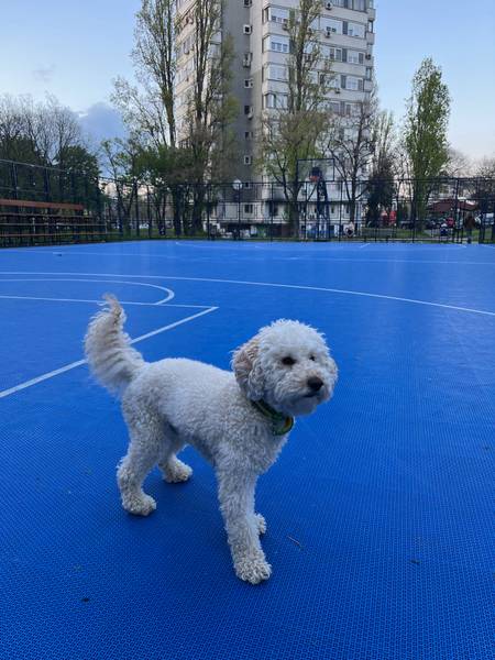 Mužjak pudle za parenje