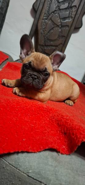 Francuski buldozi na prodaju