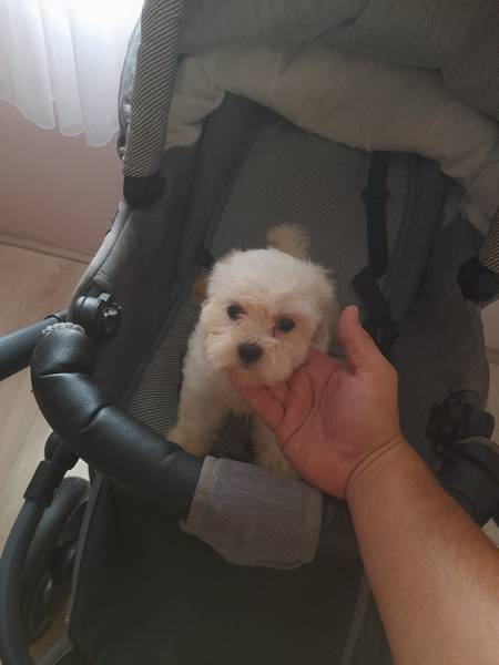 Maltezer