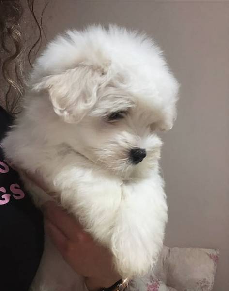 Coton de Tulear (Coton de Tulear) stenci