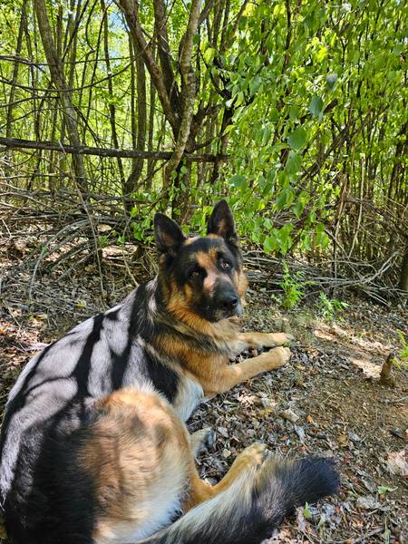 Nemački ovčar spreman za parenje