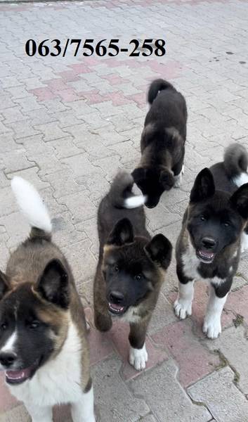Američka Akita