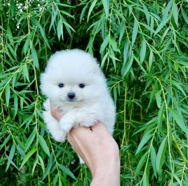Pomeranac