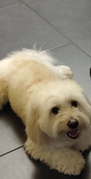 Mlad pas rase Coton de Tulear 