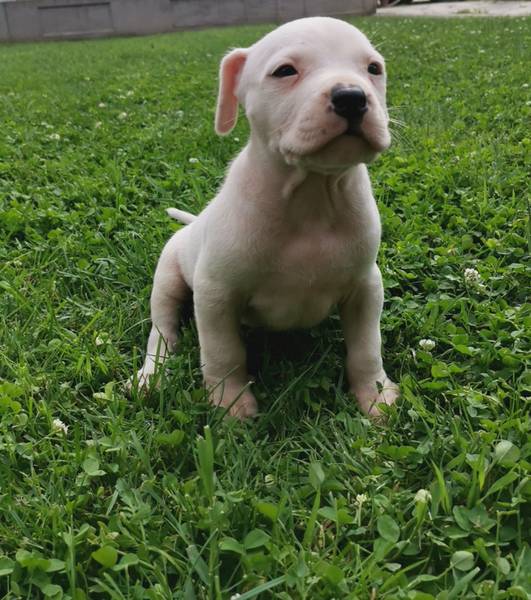 Na prodaju mešanci Argentinske doge i Pitbula.