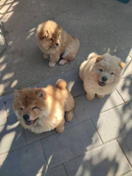 🐾 Na prodaju prelepi Čau Čau štenci – Novi Sad 🐾