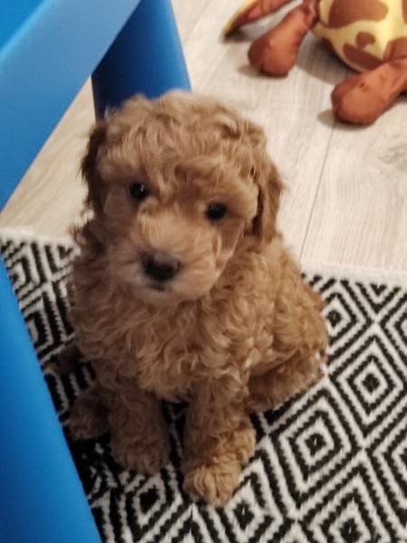 Mini Pudla 