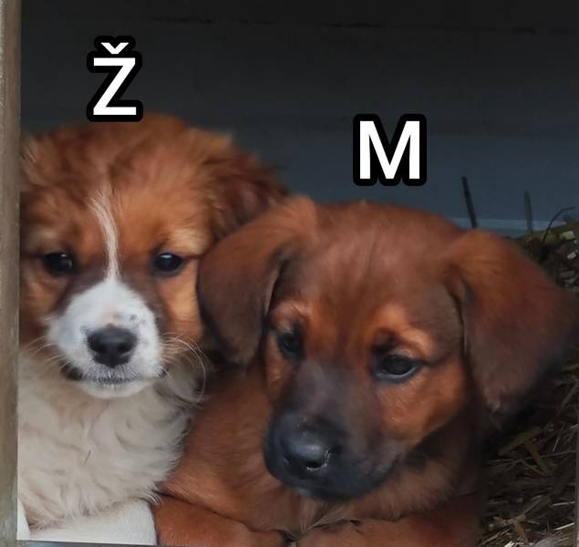 Pronadjeni stenci traze dom- vakcinisani i ocisceni od parazita 