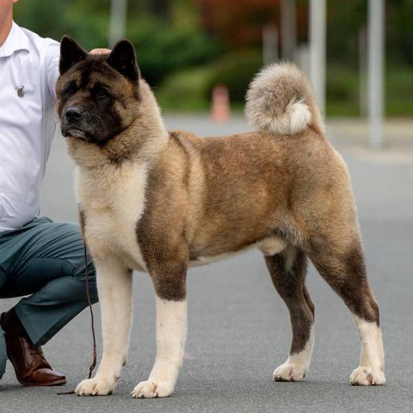 AMERIČKA AKITA MUŽJAK dostupan za parenje