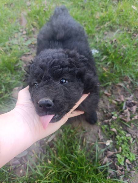 Muško štene Pulina na poklon