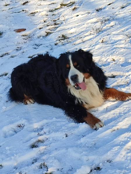 Bernski pastirski pas - mužjak za parenje