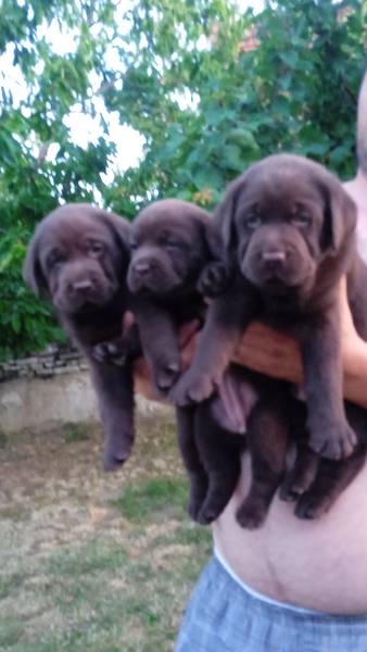 Čokoladni Labrador
