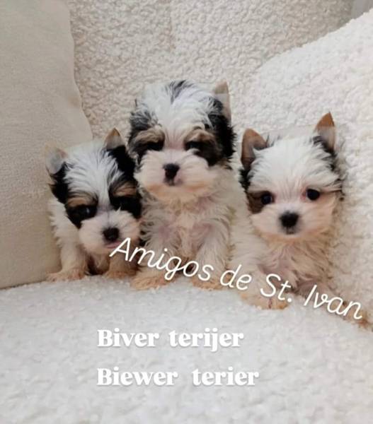 Biver terijer, biewer, jorksirski terijer, mini jorki  