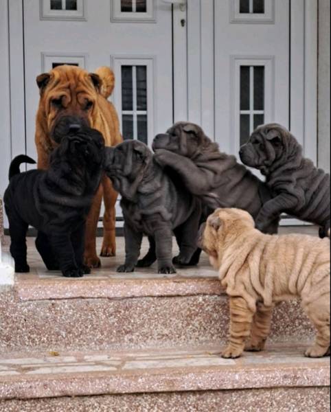 Prodaja cistokrvnih Sarpeja