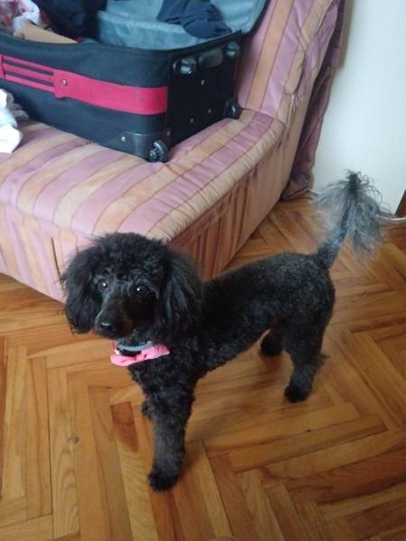 Crna srednja pudla – Klara traži mužjaka za parenje.