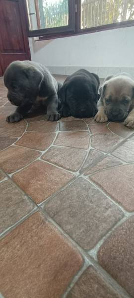 Kane korso sivi crni formentino