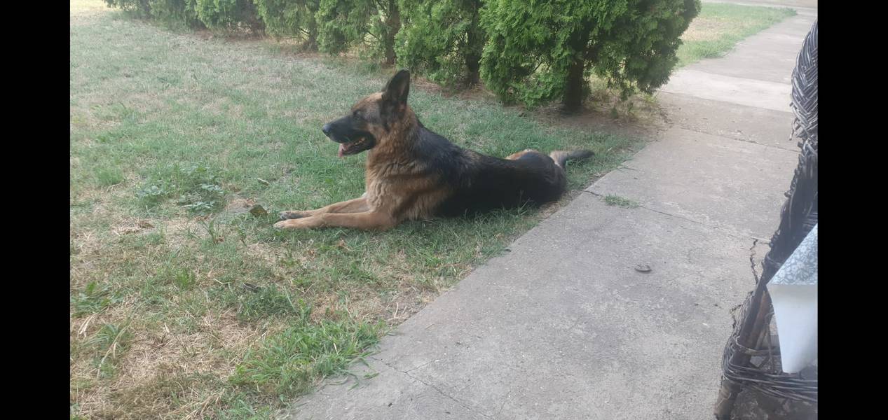 Vučka