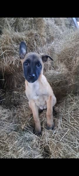 Prodajem štence Malinoe