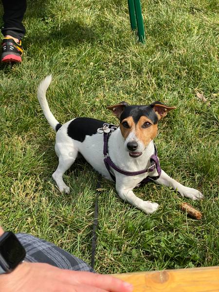 Oglas za Parenje - Jack Russell Terrier