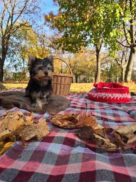 Mini Jorkširski terijeri jorki, ženkica