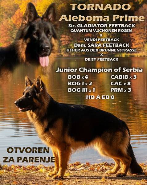 NEMACKI DUGODLAKI OVCAR vrhunskog porekla,otvoren za parenje