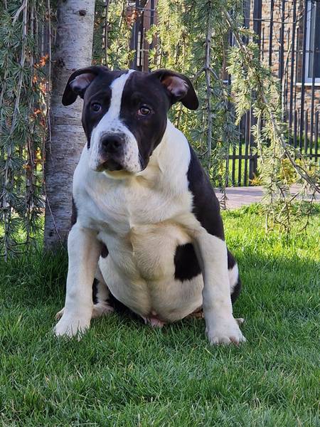 Anerican XXL Bully