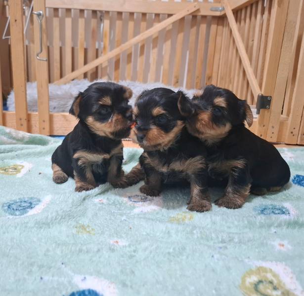 Mini yorki