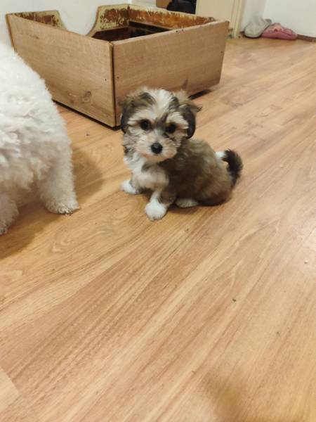 Morki bebe