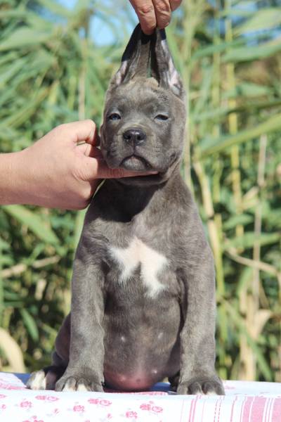Cane Corso Stenci