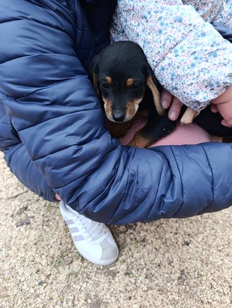 Stenci za udomljavanje