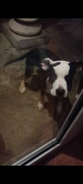 Na poklon zenka staforda