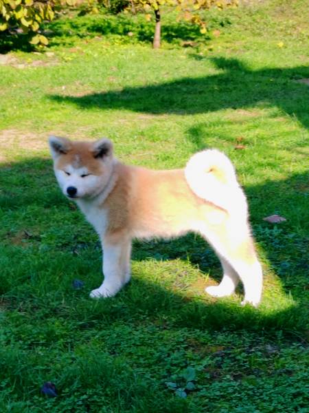 Akita Inu 