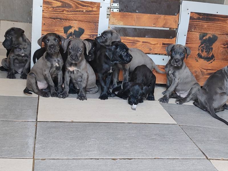 Cane Corsko Kane Korso stenad