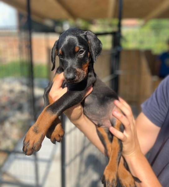 ŠTENCI DOBERMANA