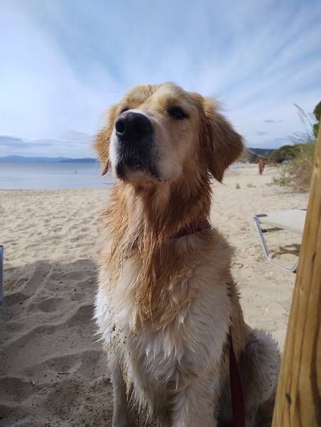 Nort - Zlatni retriver