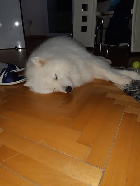 Parenje muzjak samojed