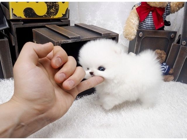 Štene mini pomeranca