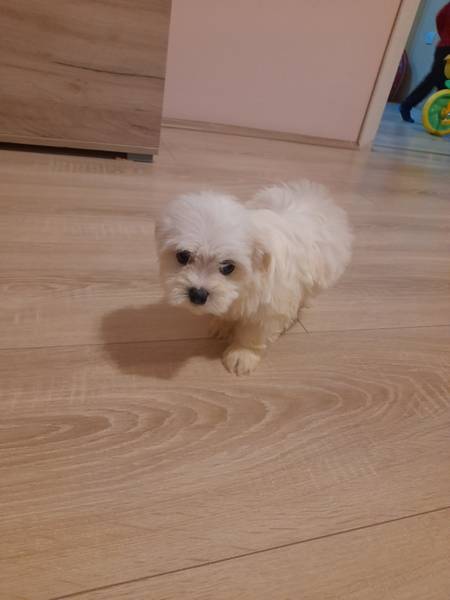 Maltezeri