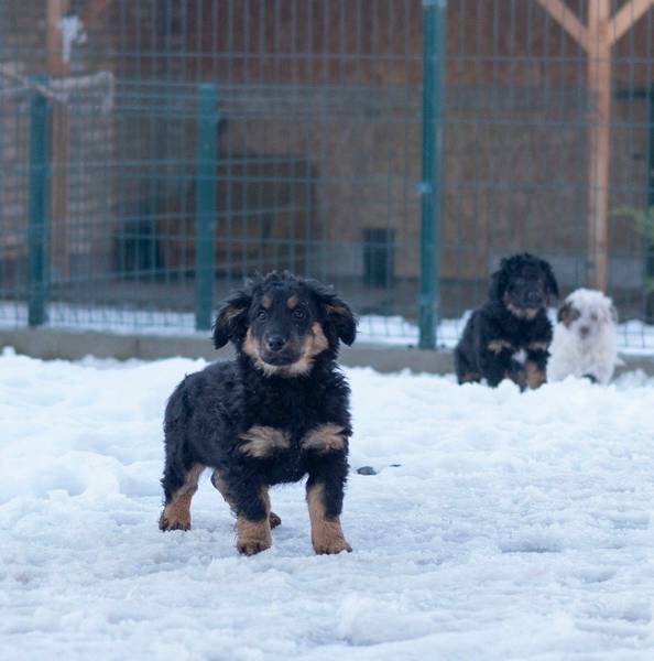 Štenci za udomljavanje
