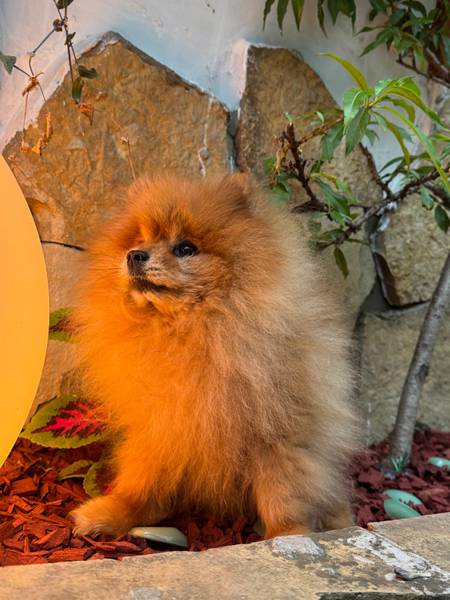 Pomeranski špic - Boo