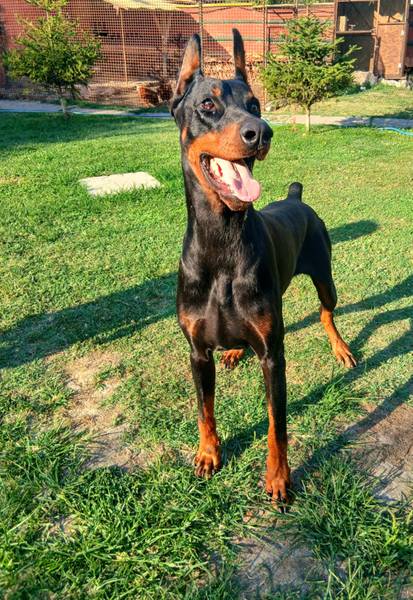 Doberman slobodan za parenje