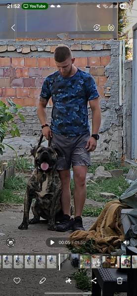 Mlad mužjak Presa Canario 
