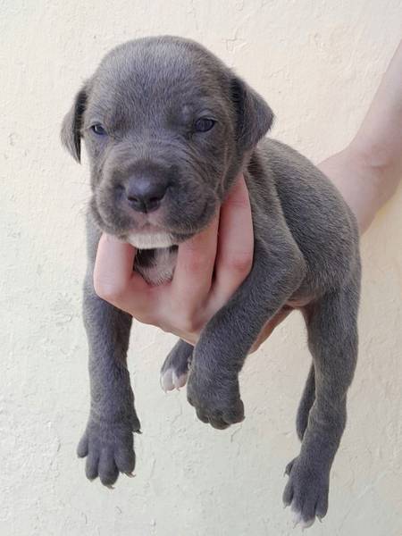 Štenci Cane Corso 